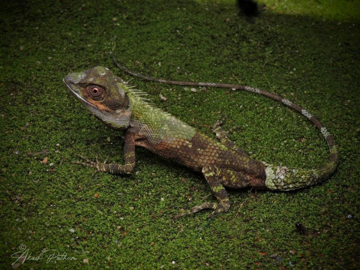 Calotes liolepis Boulenger, 1885